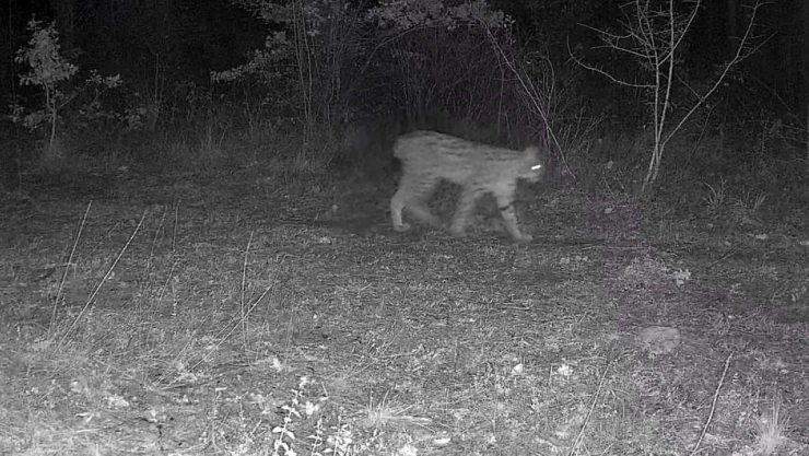 Karabük'te Vaşak Ve Yavrusu İle Kurt, Fotokapana Yansıdı