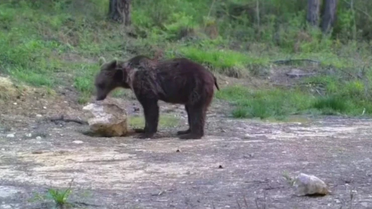 Yaban Hayvanları Fotokapanla Görüntülendi