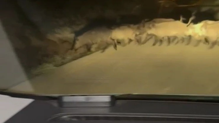 Domuz Sürüsü Yola Çıktı