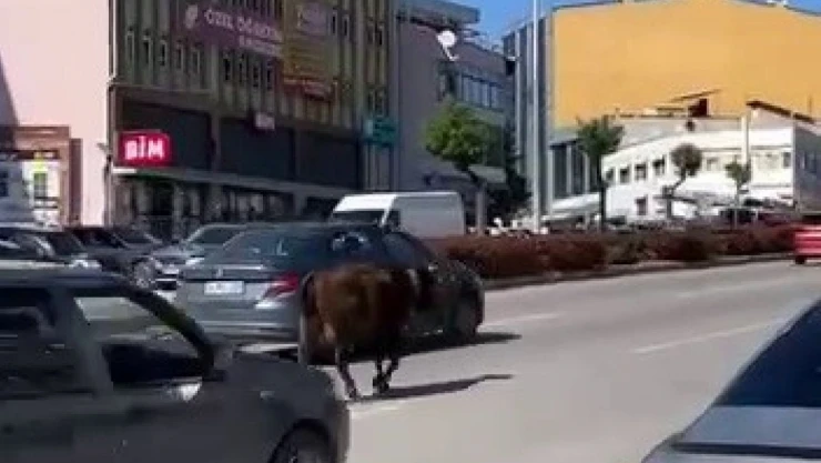 Yolda İlerleyen İnek Tehlike Oluşturdu