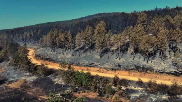 Karabük'teki Orman Yangınında Geriye Acı Manzara Kaldı