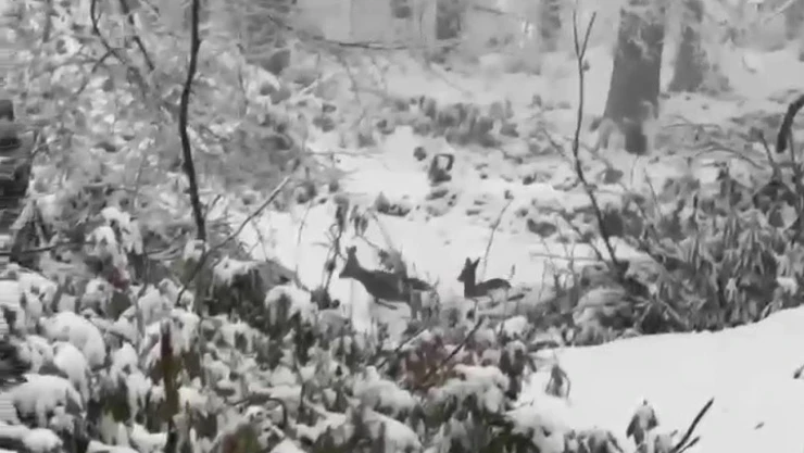 Karacalar Karla Kaplı Ormanda Gezinirken Görüntülendi