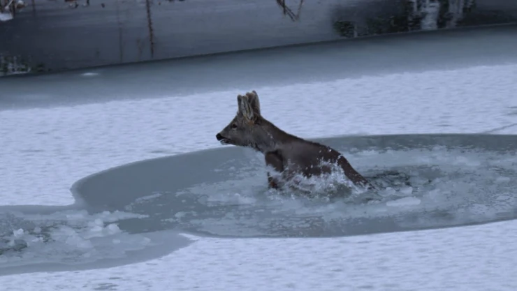 Karacanın Zor Anları