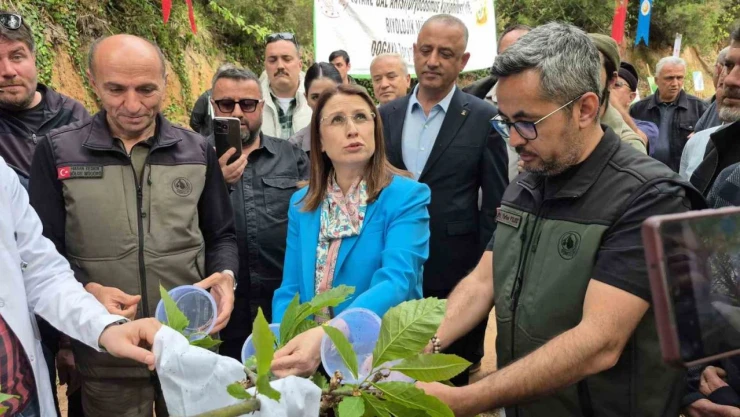 Karadeniz'de 'Katil Arılara' Karşı 'Terminatör Böceklerle' Mücadele
