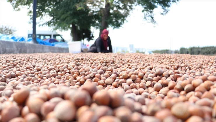 Karadeniz'de Fındık Kurutma Mesaisi Başladı