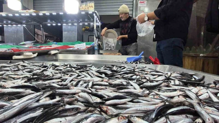 Karadeniz'de Hamsi Bollaştı