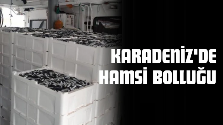 Karadeniz'de Hamsi Bolluğu