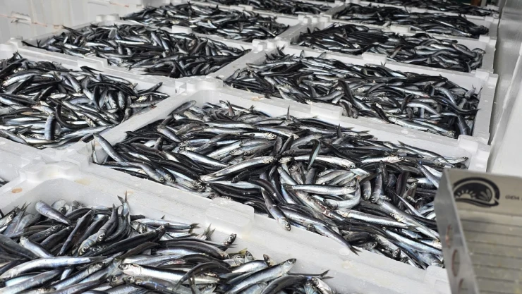 Karadeniz'in Bereketi Çatalzeytin'de! 