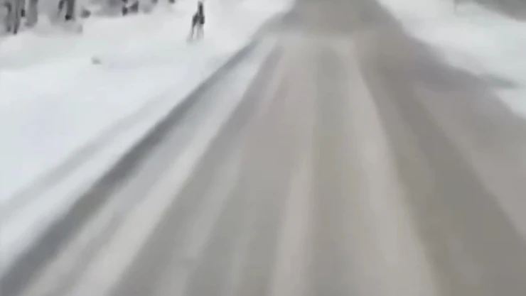 Ağaç Tünelde Koşan Karaca Kamerada