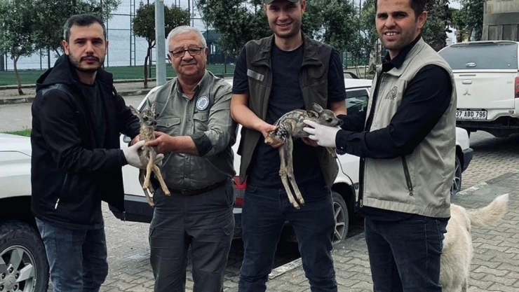 Kastamonu'da 2 yavru karaca bulundu