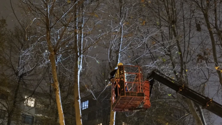 Kastamonu'da Ağaçlarda Bakım Çalışmaları Sürüyor
