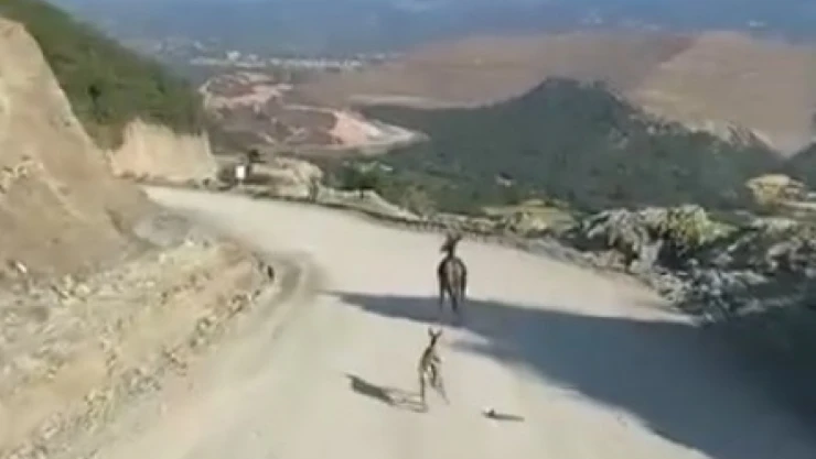 Yavru Ceylan İçin Ekipler Harekete Geçti