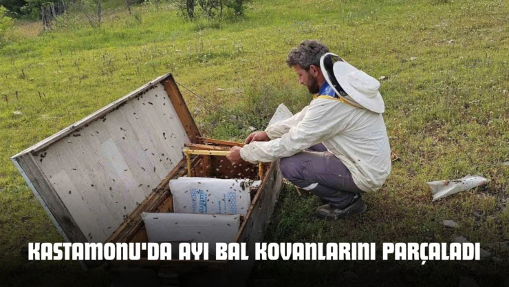 Kastamonu'da Ayı Bal Kovanlarını Parçaladı