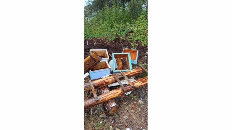 Kastamonu'da ayı saldırıları devam ediyor