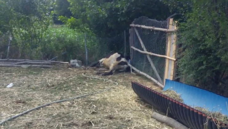 Kastamonu'da Dereden Su İçen Hayvanlar Telef Oldu