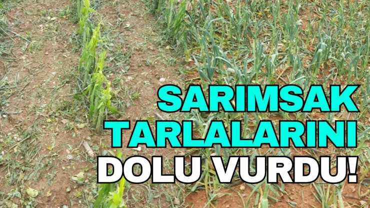 Kastamonu'da Dolu Yağışı Sarımsak Tarlalarına Zarar Verdi