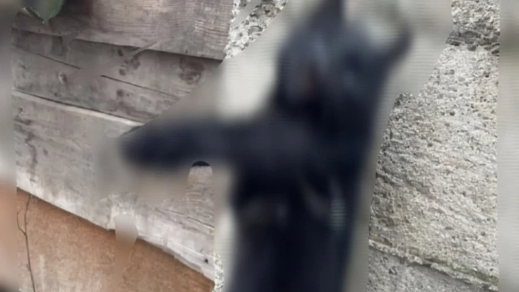 Kastamonu'da Kan Donduran Hayvan Eziyeti!