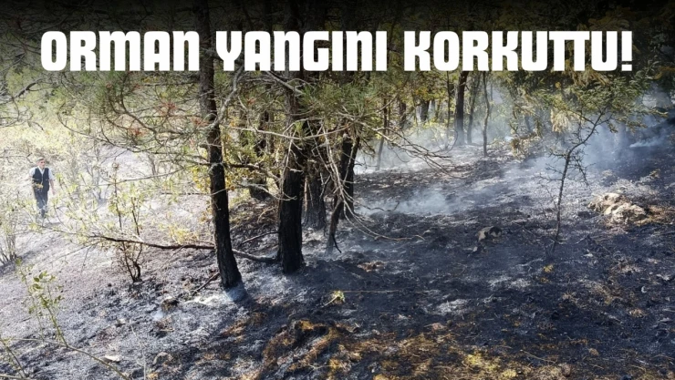 Kastamonu'da Orman Yangını Korkuttu!