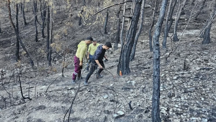 Kastamonu'da Orman Yangını Sonrası Damgalama Çalışmaları Sürüyor