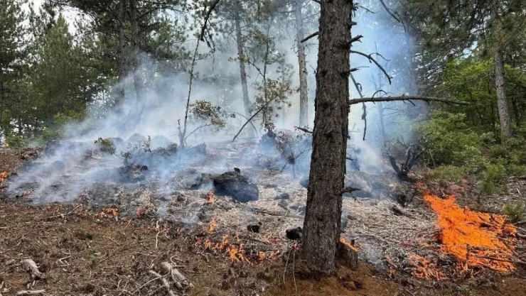 Kastamonu'da Orman Yangını