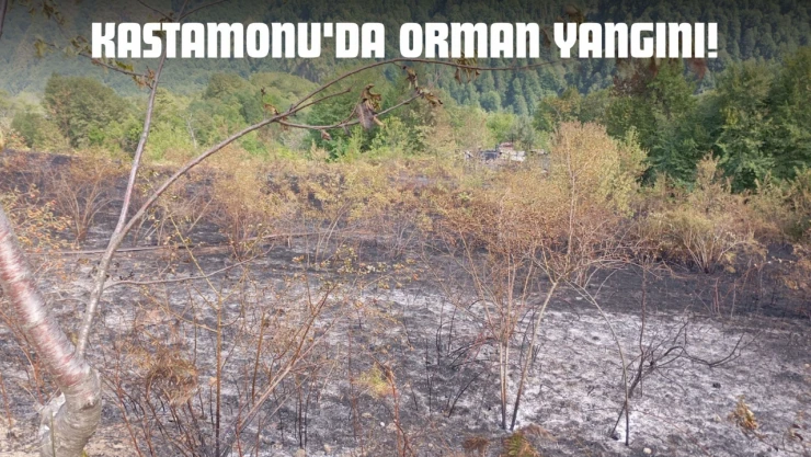 Kastamonu'da Orman Yangını!