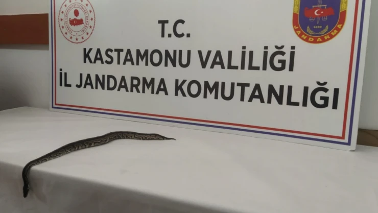 Kastamonu'da Piton Operasyonu