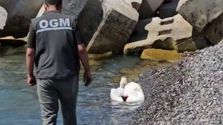 Yaralı Pelikan, Tedavi Altına Alındı