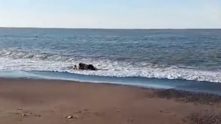 Cide Sahiline İnek Cesedi Vurdu