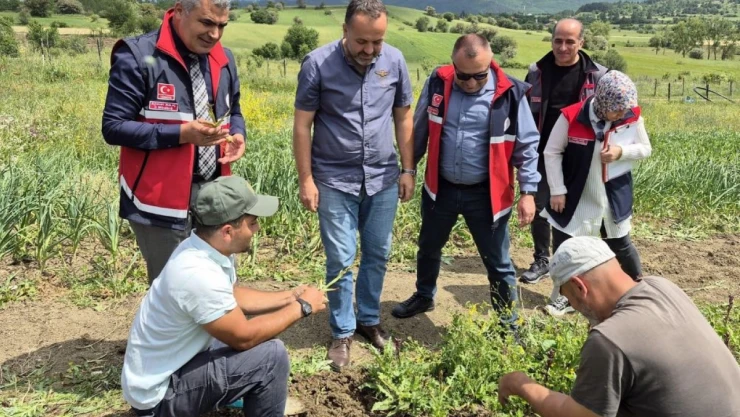 Kastamonu'da Salep Hasadı