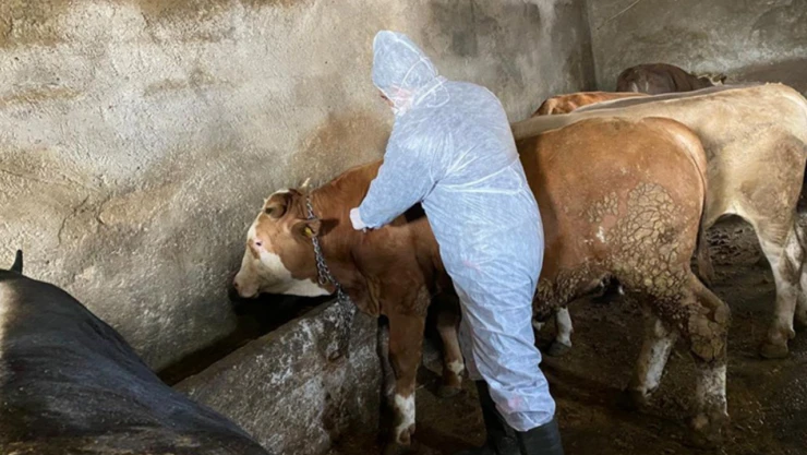 Kastamonu'da Şap Hastalığına Karşı Bilgilendirme Toplantısı Düzenlenecek