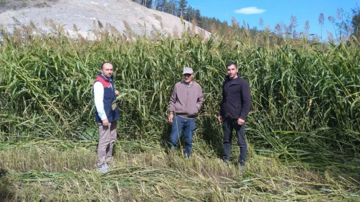 Kastamonu'da Sudan Sorgumu ile Silaj Üretimi Devam Ediyor