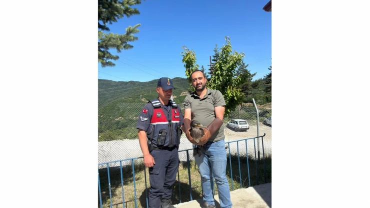 Kastamonu'da Tedavileri Tamamlanan Kuşlar Doğaya Salındı