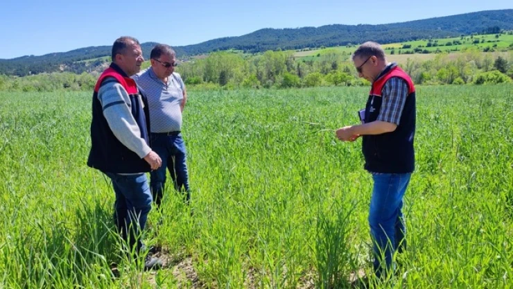 Kastamonu'da Yem Bitkisi Ekim Alanlarında Yoğun Denetim