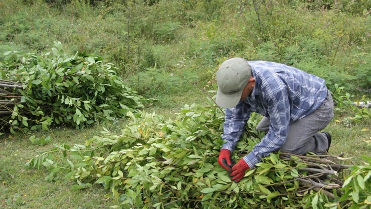 Kastamonu defne üretiminde hedefleri aştı