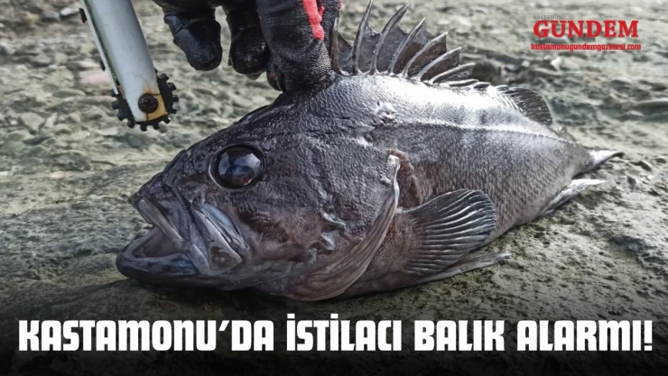 Kastamonu İnebolu Sahillerinde İstilacı Balık Alarmı!