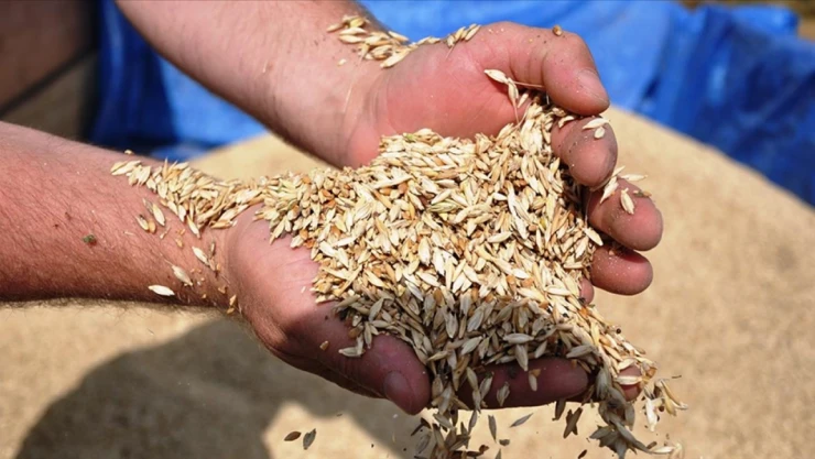 Kastamonu'nun Şifa Kaynağı Siyez Buğdayı