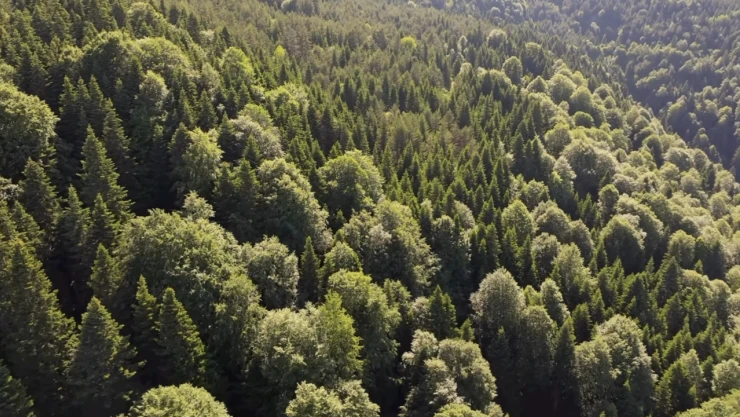 Kastamonu Orman Bölge Müdürlüğü'nden Doğa Çağrısı
