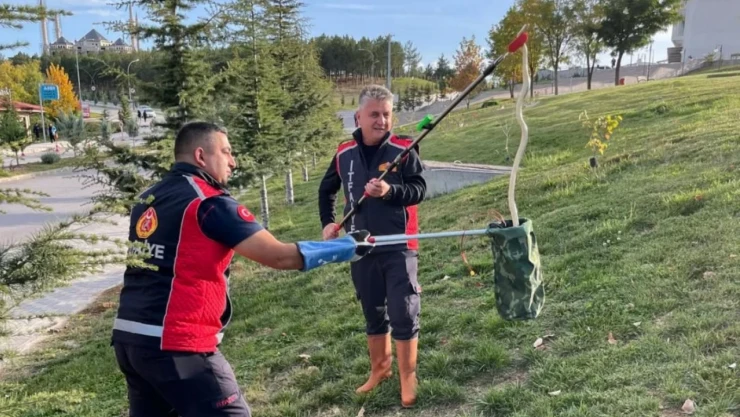 Kastamonu Üniversitesi'nde Yılan Paniği
