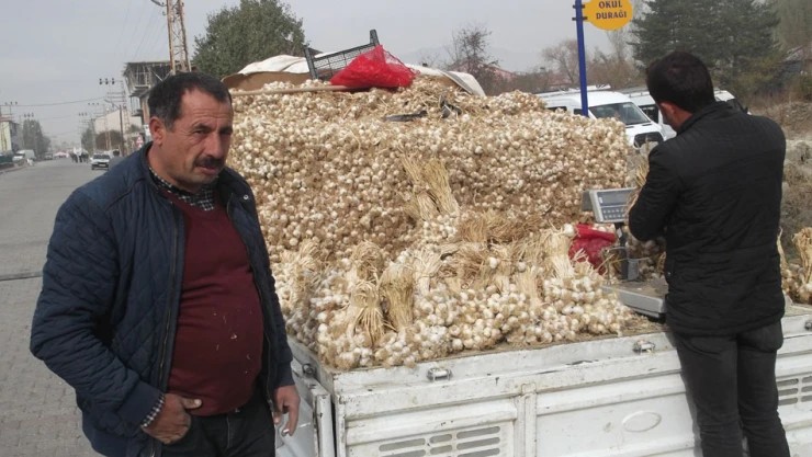 Kastamonu'dan Varto'ya sarımsak sevkiyatı