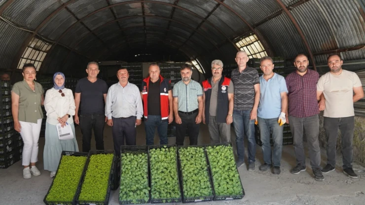 Kastamonulu Çiftçilere Fide Desteği