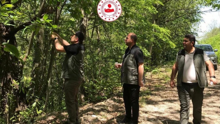 'Katil Arı' İle Mücadele Sürüyor