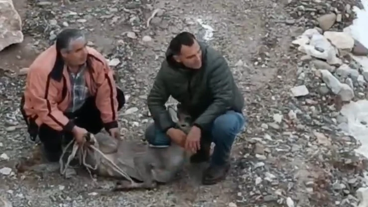 Karaca İçin Seferber Oldular