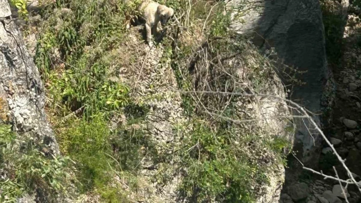 Mahsur Kalan Köpeği İtfaiye Ekipleri Kurtardı