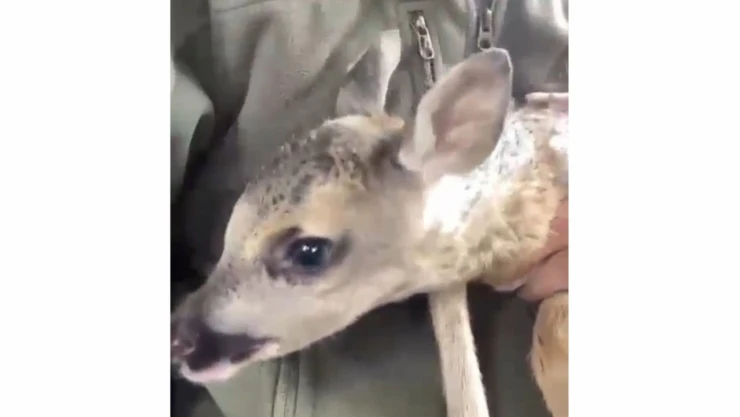 Kaybolan Yavru Karaca Annesine Kavuştu