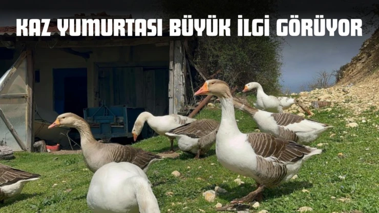 Kaz Yumurtası Büyük İlgi Görüyor