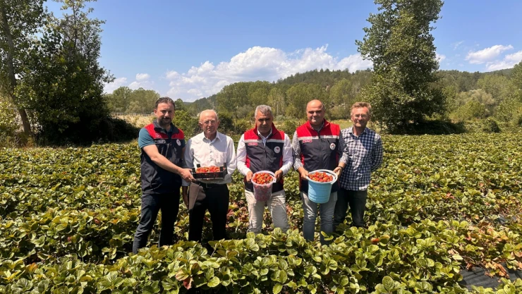 KDAKP Kapsamında Kurulan Çilek Bahçesi Ziyaret Edildi
