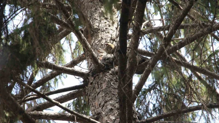 Kedi İçin Canını Hiçe Saydı