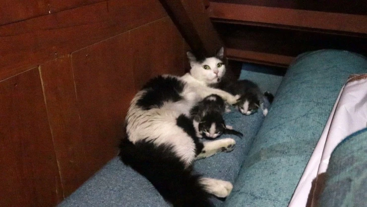 Kedi Yavruları İle Camiye Sığındı