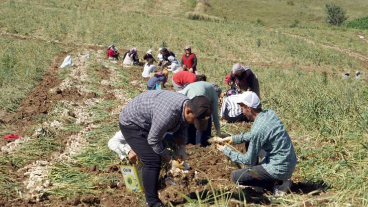 Kene vakalarında artış!