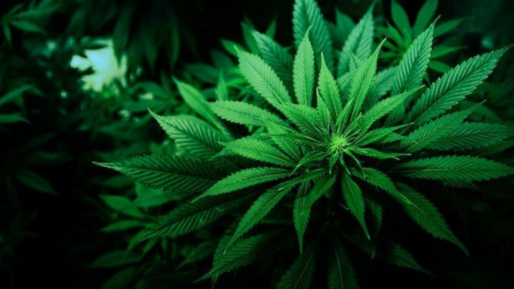 Kenevir Yetiştiriciliği İçin Son Gün 1 Nisan